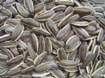 sunflower seeds