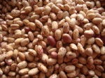 light speckled kidney beans long shape
