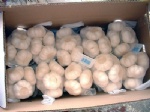 normal white garlic